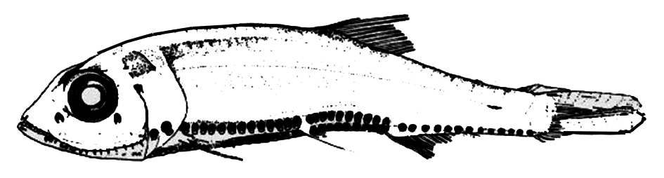 Vinciguerria poweriae_01.jpg